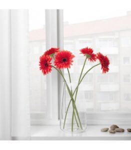 شاخه گل ژربرا ایکیا