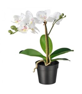 گل ارکیده سفید ایکیا