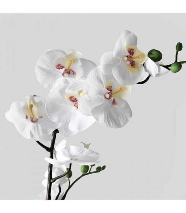گل ارکیده سفید ایکیا