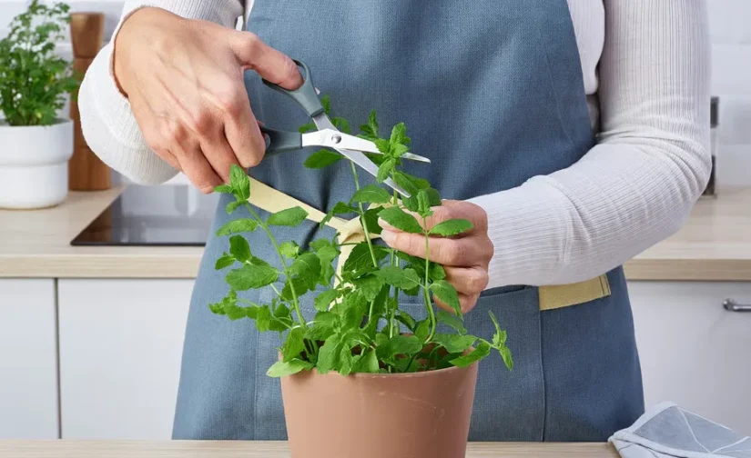 مجموعه ۲ عددی قیچی استیل ضد زنگ خاکستری/خاکستری-فیروزهای ایکیا مدل SVÄRDFISK